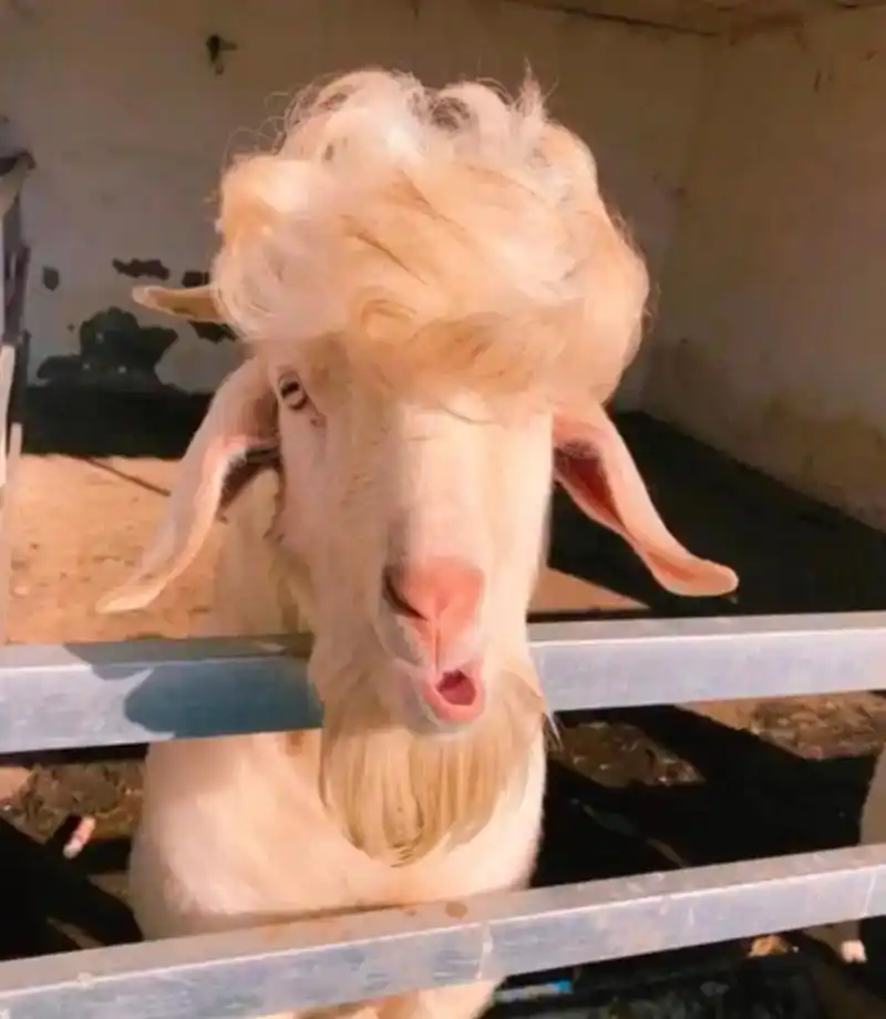 网友:感觉这只羊是与众不同的