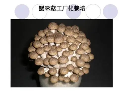 蟹味菇工厂化栽培