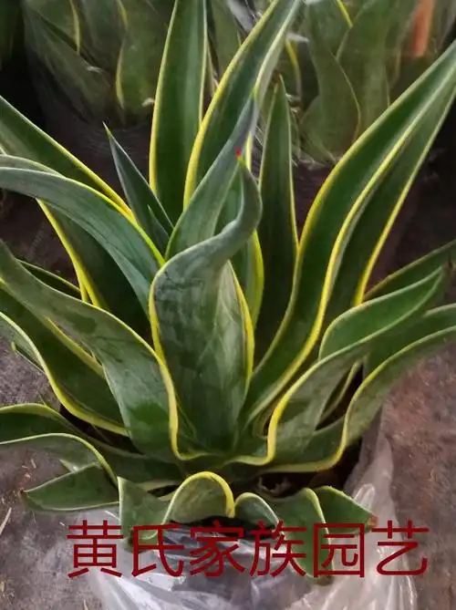 金边金边龙蛇兰黄金兰龙舌兰大苗多年生开花多肉植物 水培虎皮兰3棵