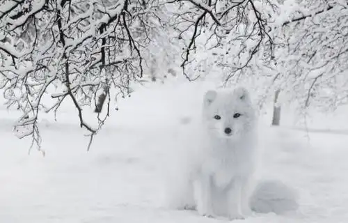 跳水你见过跳雪你见过吗北极狐头也太铁