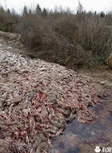 腐烂发臭的尸体堆成山英媒揭露俄罗斯毛皮行业最