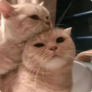 宠物闺蜜头像一左一右高清可爱的猫咪萌宠闺蜜头像一左一右图片