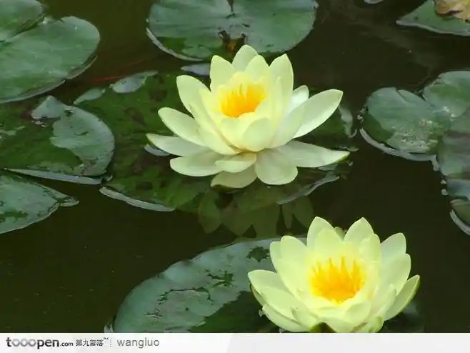 两朵莲灯状荷花