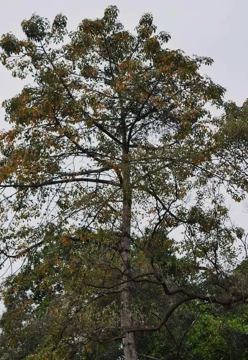 高大的木棉树(红棉树,又叫英雄树),开花时朵朵红棉似一团团火焰.