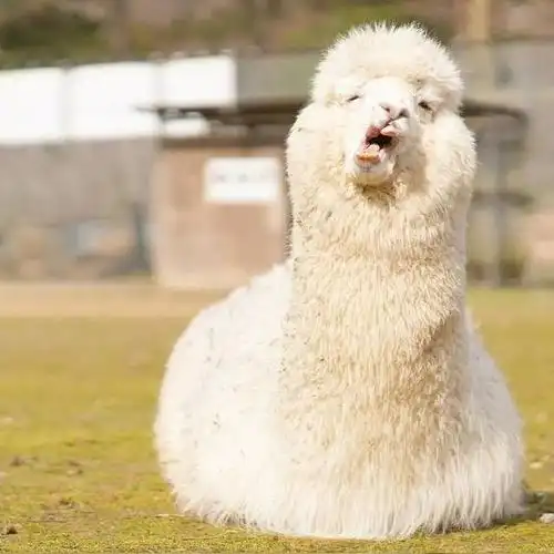 【科普】羊驼为什么会吐口水?