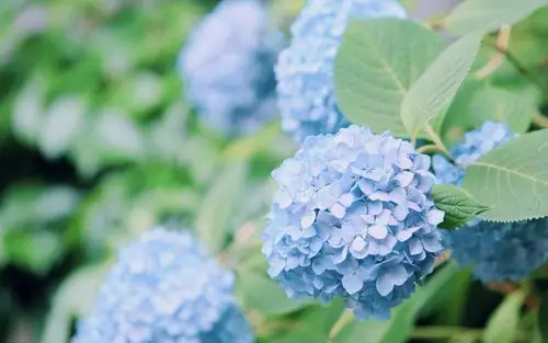 夏日小清新蓝色绣球花高清桌面壁纸