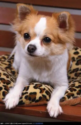 坐在椅子上的一只可爱狗狗高清图片_陆地动物_图片114
