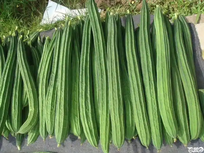 广东农科院蔬菜研究所雅绿六号丝瓜004jpg