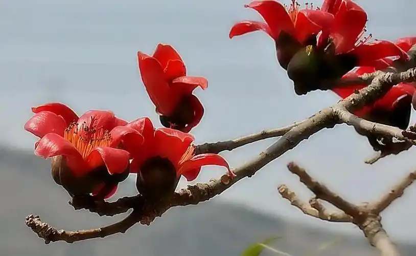 木棉花又称什么花,木棉花的寓意和花语是什么 植物百科 第8张