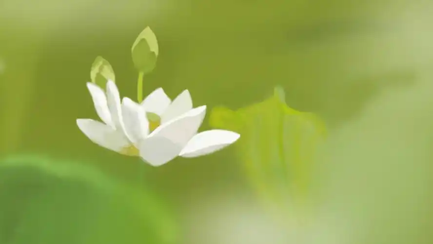 原创 莲叶何田田 护眼 小清新 荷花5k高清壁纸_4k风景图片高清壁纸