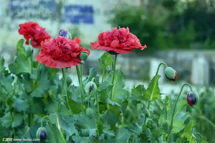 擅长:花鸟鱼虫 向ta提问私信ta  展开全部 这是罂粟花,属于重瓣品种