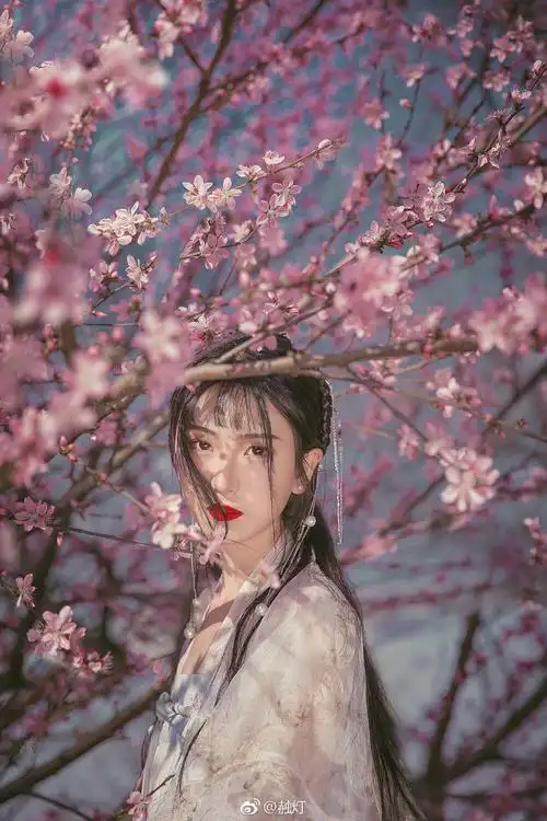 桃花- 堆糖,美图壁纸兴趣社区