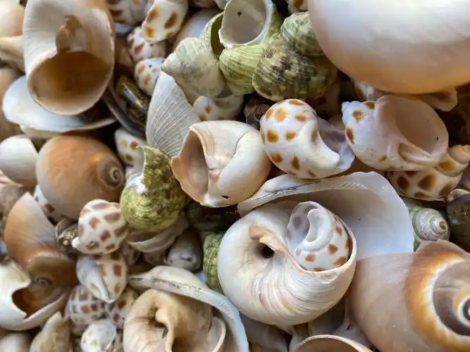 每一个贝壳都有自己的模样,千奇百怪,花样繁多,非常惹人喜爱.