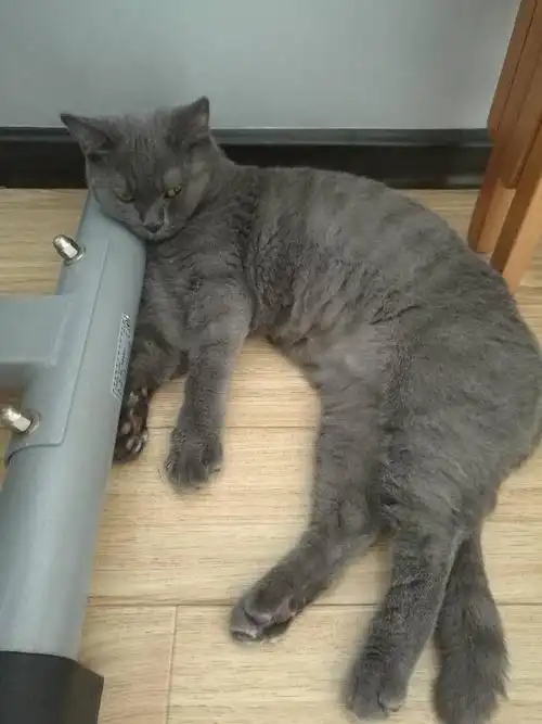 我家英短蓝猫5个月了,为什么身上有这么明显的纹路?是不纯吗?猫妈