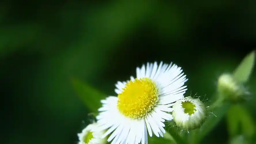 安卓(android)小清新 清新淡雅 花卉高清手机壁纸免费下载,安心市场