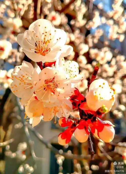 《唯美音画》杏花春早