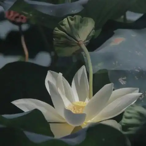 微信头像大全白莲花 微信头像图片大全 -【爱个性】