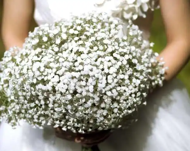 荞麦花的花语是什么