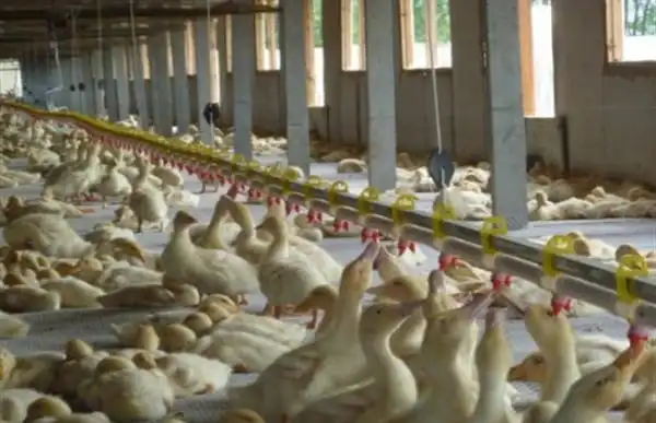 技术大全 养殖技术 畜禽养殖技术 养鸭技术 饲养管理肉鸭的养殖在我国