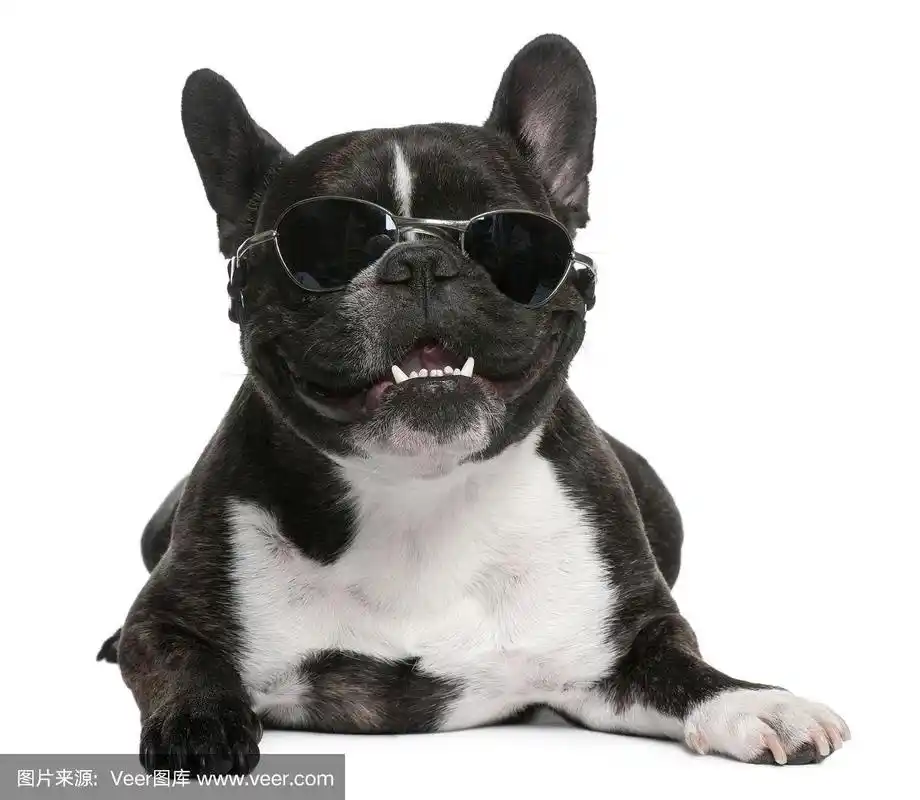 法国斗牛犬,4岁,戴着墨镜