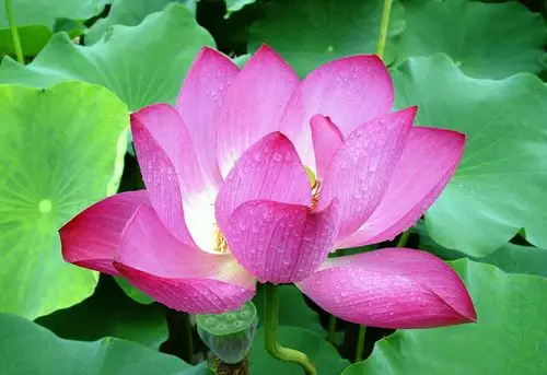 亲爱的,亲爱的,亲爱的