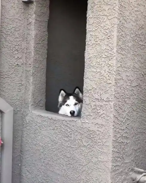 瞧瞧二哈对主人这个望眼欲穿的表情,如果换成其他狗一定很戳人吧,但是