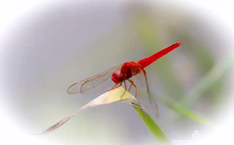 夏日荷花,蜻蜓点水.