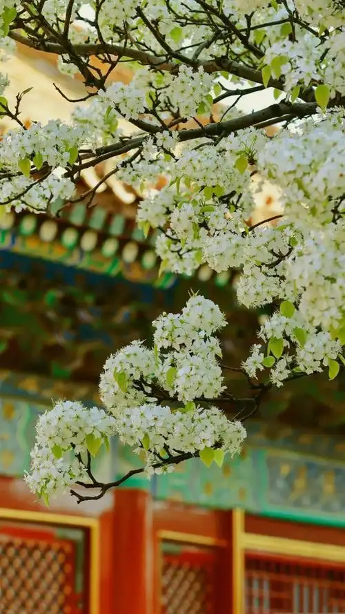 美鉴丨春到梨花之美
