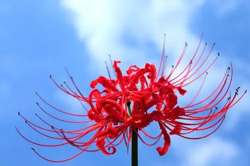 残艳与毒烈般唯美充满蛊惑和妖冶彼岸花