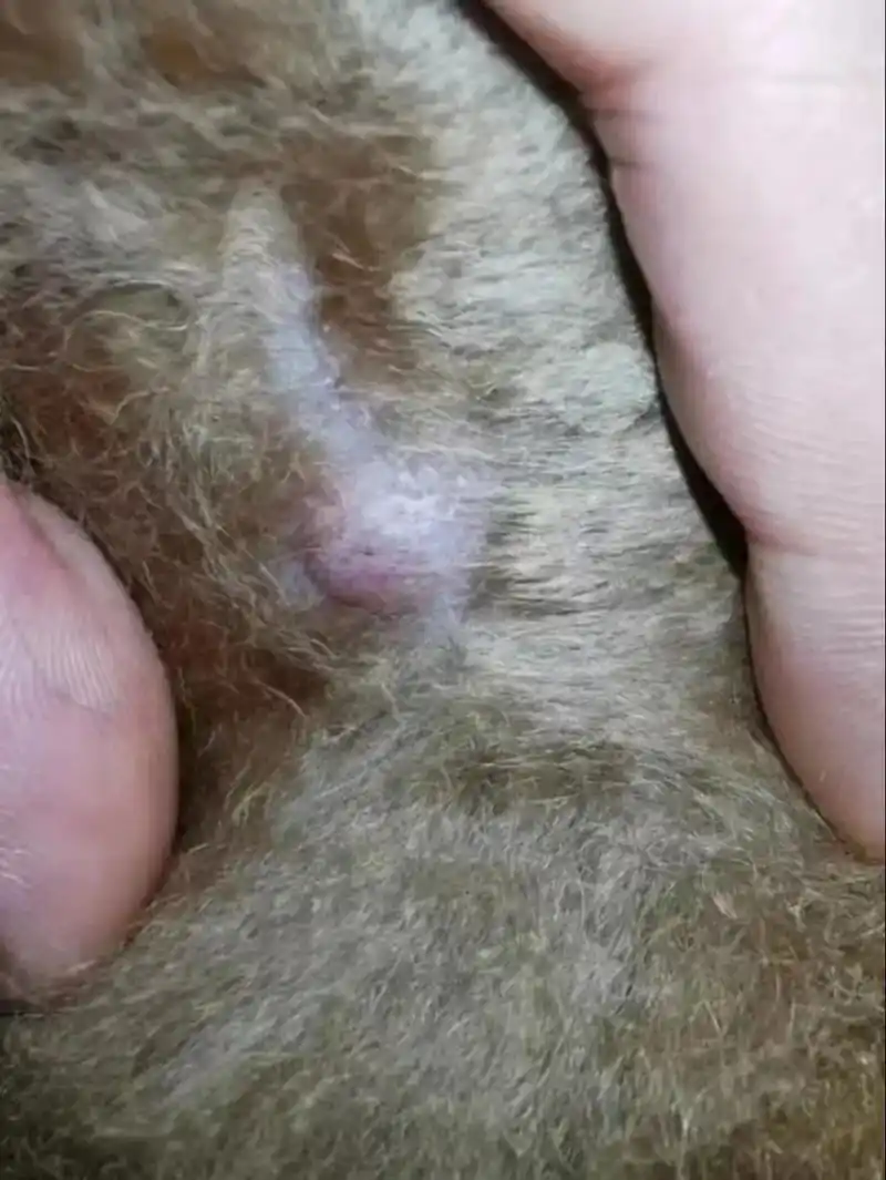 狗狗身上长的小疙瘩好了,不用花钱!