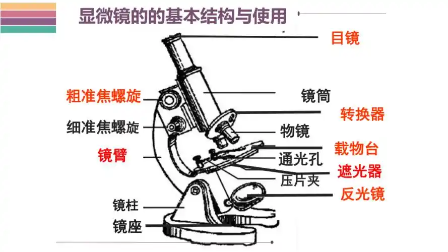 细胞的基本结构和功能 第1课时 显微镜结构与使用 课件(24张ppt)
