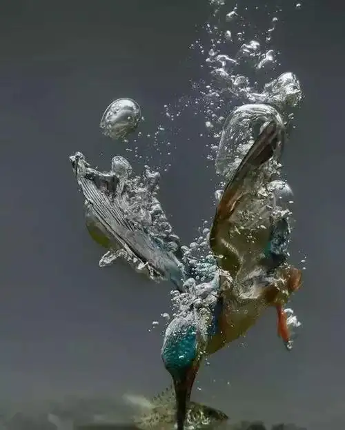 太厉害了怎么抓拍到如此精彩的瞬间大开眼界