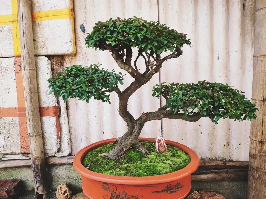 火棘盆景,一些上过盆的,效果不错 文人树的造型也很 - 抖音