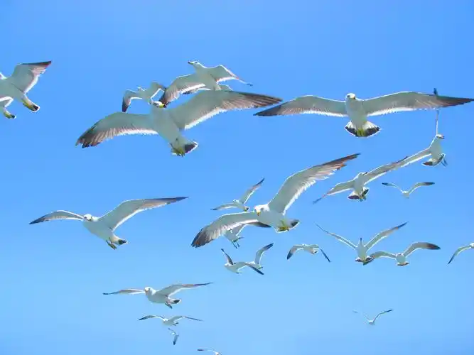 【高清图】出差拍的一组海鸥-中关村在线摄影论坛