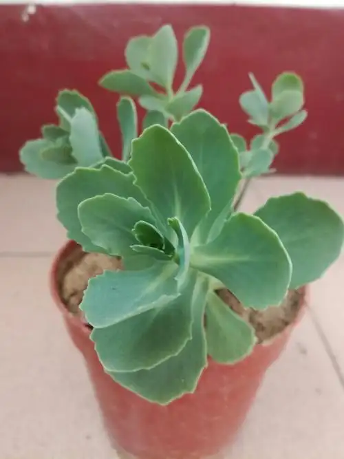 旱三七初秋开花,花不艳丽,叶子却是良药.