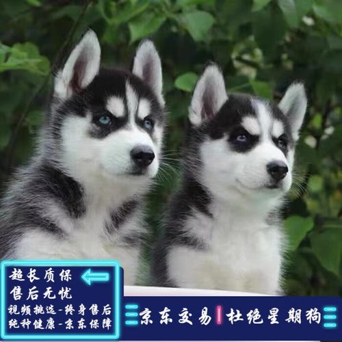 采缇哈士奇幼犬宠物狗活体狗活体小狗幼犬活体二哈小狗崽活物全国发货