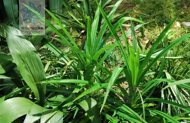 p>禾叶山麦冬,(学名: i>liriope graminifolia (l.