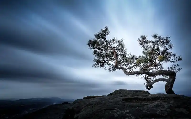 孤独的杉树,山上面,云彩