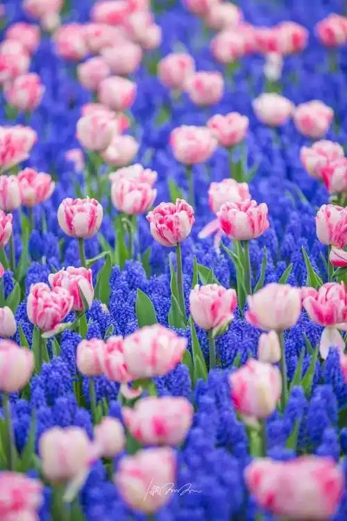 现组成了世界上最大的花海,连起来可绕地球7圈!