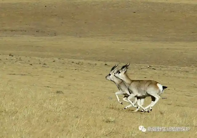 生物多样性宣传|新疆野生动植物科普——藏羚