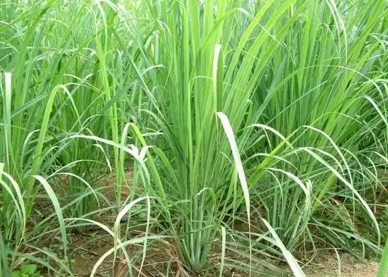 香草品种有哪些十种常见香草图片