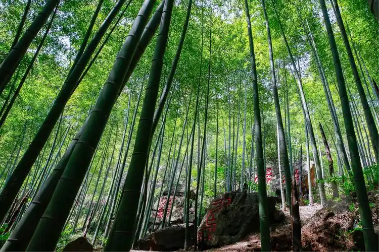 一大片绿色的竹林映入我们的眼帘,竹林深处还时不时会传来几声清脆的