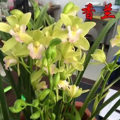 香兰花不仅 "香味绝",而且外观 "清新"!