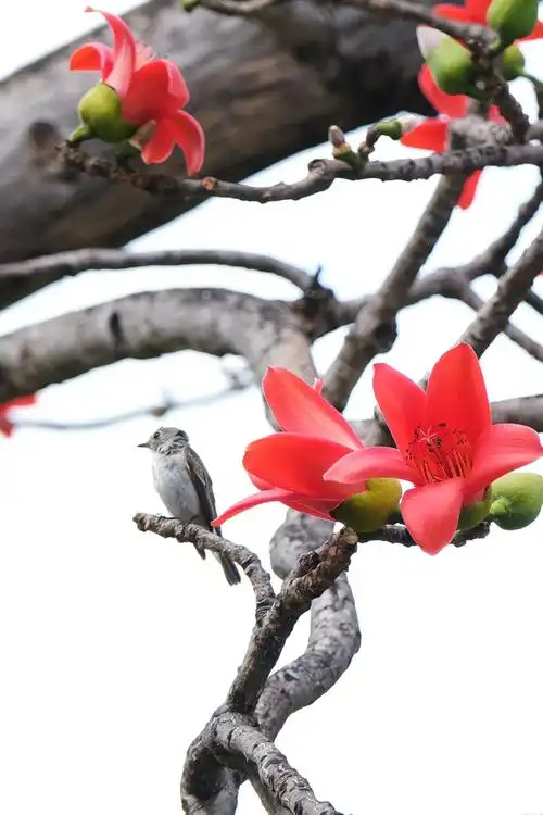 朋友三亚的木棉花开啦赏花走起