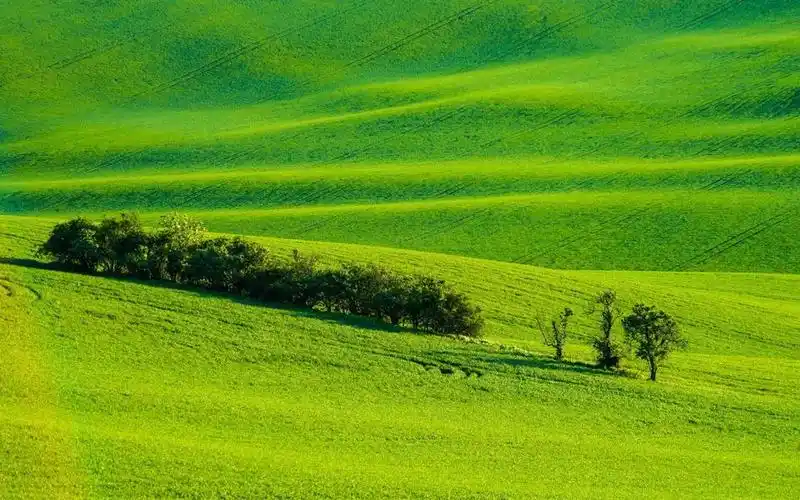 高清绿色草地护眼图片壁纸