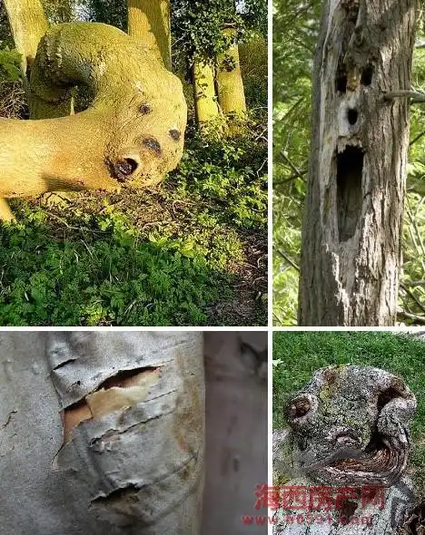 【贴图】世界各地最诡异的恐怖树木