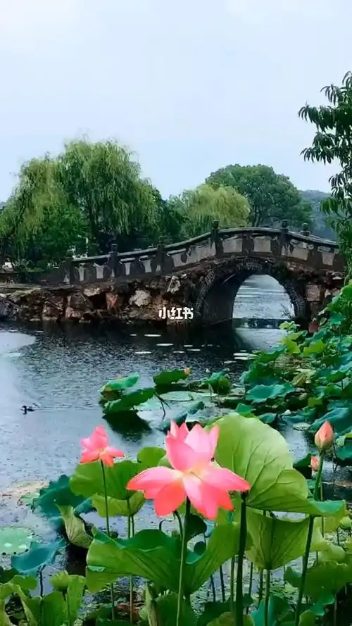 小桥流水,荷叶田田_风景_治愈系_治愈系风景_出行_人文风光展示