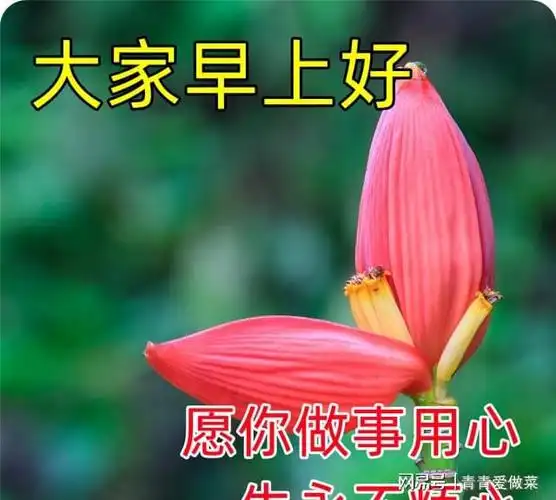 早上好问候语:早晨的阳光有着温暖的力量,轻轻照耀着你|晨曦|快乐