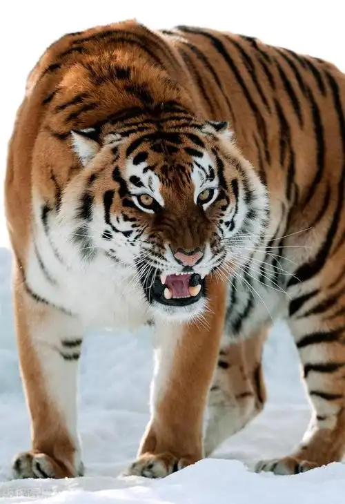 长白山虎儿寺传奇老僧行医老虎守门土匪坏人从不敢登门