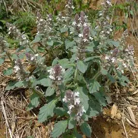 贵州正品新鲜野生白毛夏枯草干苦草干筋骨草散血丹中草药500g包邮